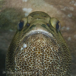What's going on down there?   A large Rankin Cod giving m... by Ross Gudgeon 
